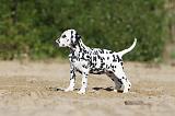 DALMATIEN 018